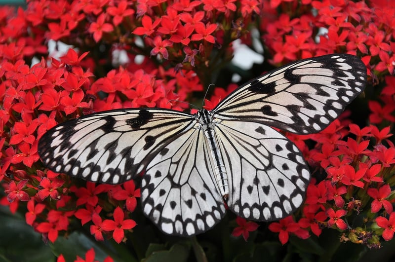 Butterfly in a garden