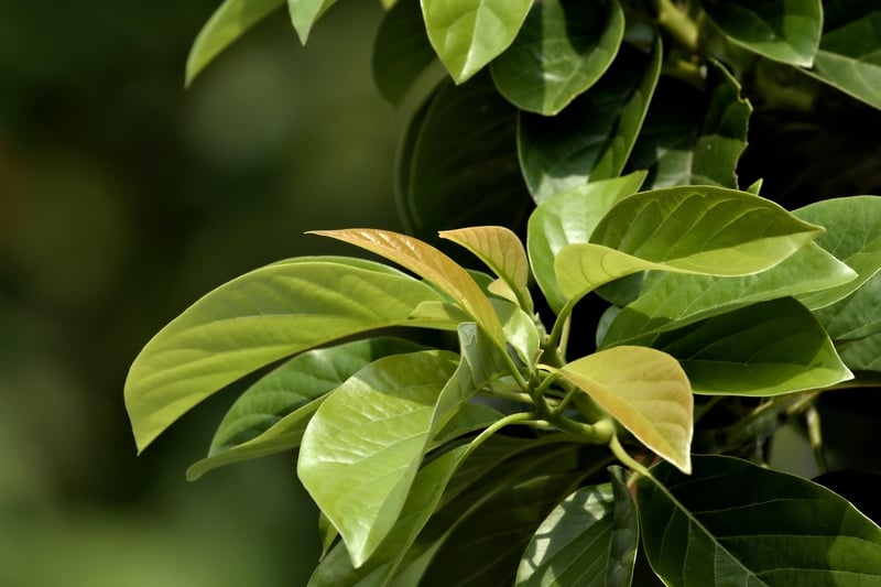 Pruning Techniques