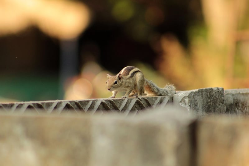 Squirrel in a garden